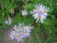 Cascade Asters